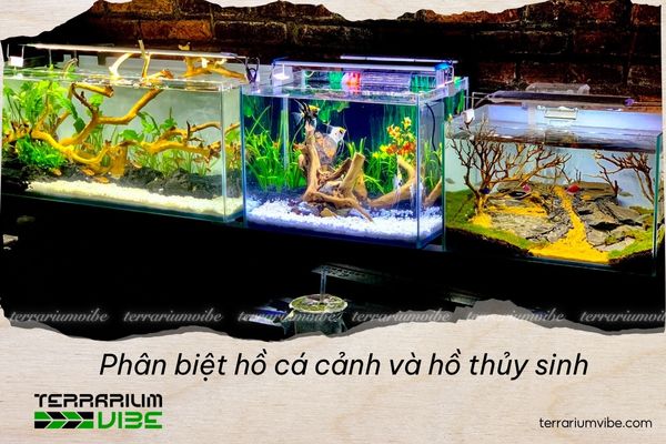 Phân biệt hồ cá cảnh và hồ thủy sinh