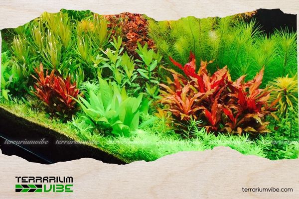 What Is Dutch Style Aquascaping? Common Mistakes to Avoid When Designing a Dutch Aquascape 1 Bể thủy sinh Hà Lan cổ điển với bố cục lớp cây và màu sắc phong phú