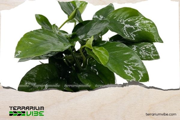 Ráy Đại 1 Thông tin học thuật của Ráy Đại