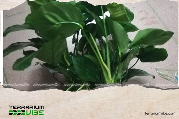 Ráy Đại 2 Lịch sử về cây Ráy Đại