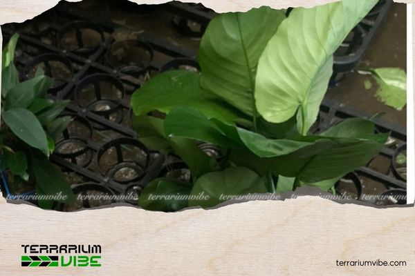 Ráy Đại 3 Môi trường sống của Ráy Đại