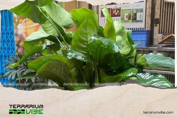 Ráy Đại 4 Các loại thực vật phù hợp trồng chung với Ráy Đại