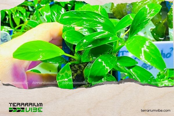 Ráy lá dài 1 Thông tin tổng quan về cây ráy lá dài