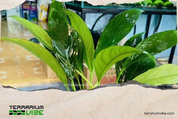 Ráy lá dài 2 Môi trường sống của cây ráy lá dài