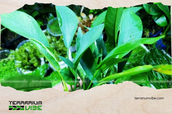 Ráy lá dài 4 Mẹo chăm sóc cây ráy lá dài trong terrarium