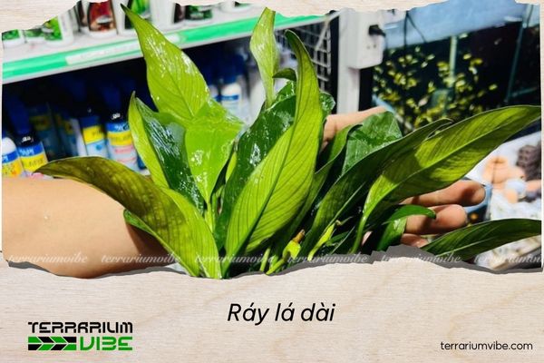 ray-la-dai Ráy lá dài