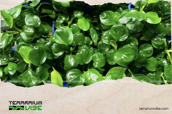 Ráy lá tròn 1 Ráy lá tròn là một biến thể của loài Anubias barteri