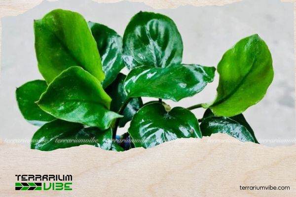 Ráy lá tròn 2 Ráy lá tròn có nguồn gốc từ khu vực Tây và Trung Phi