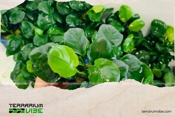 Ráy lá tròn 4 Nên lựa chọn các loại terrarium có độ ẩm cao, ánh sáng dịu và môi trường ổn định cho ráy lá tròn