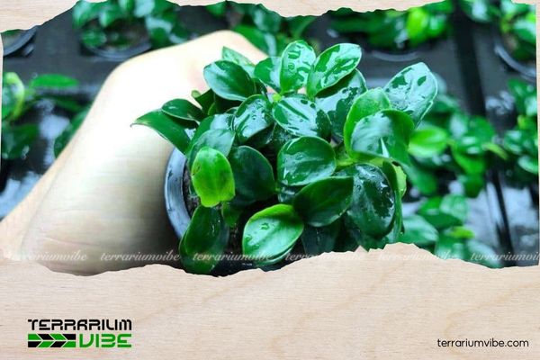 Ráy lá tròn 5 Nên chọn những cây có kích thước nhỏ, tán lá không quá dày và sinh trưởng chậm để kết hợp với ráy lá tròn