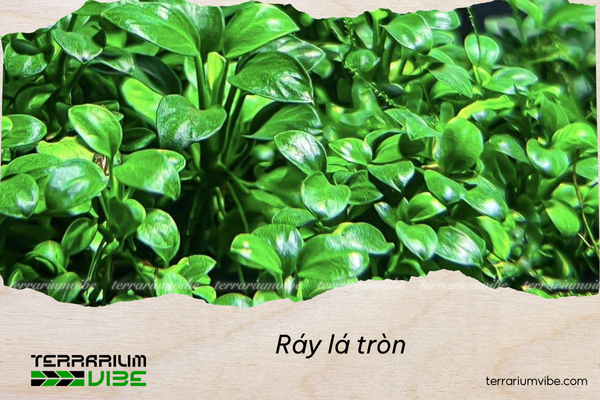 ray-la-tron Ráy lá tròn