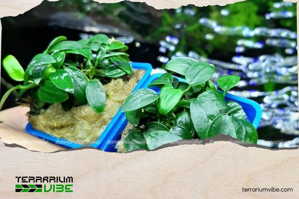 Ráy Nana 5 Cách trồng Ráy Nana trong terrarium đơn giản