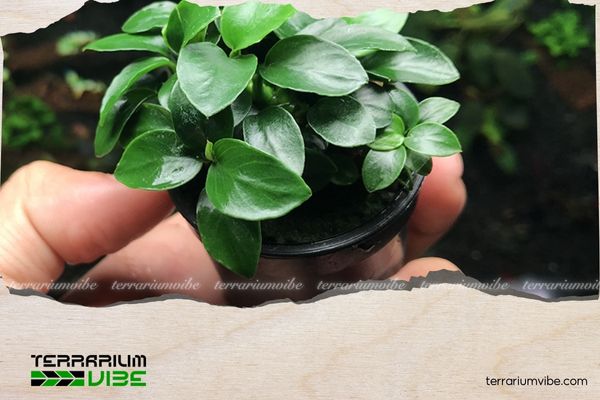 Ráy Nana Petite 1 Thông tin học thuật về Ráy Nana Petite là gì?