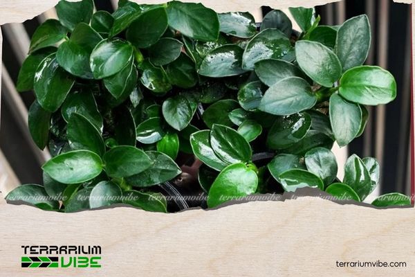 Ráy Nana Petite 3 Môi trường sống của Ráy Nana Petite