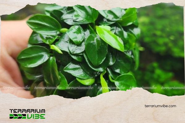 Ráy Nana Petite 4 Các loại thực vật phù hợp trồng chung với Ráy Nana Petite