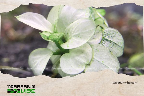 Ráy Nana Petite White 4 Loại terrarium phù hợp cho Ráy Nana Petite White