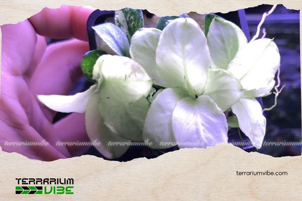 Ráy Nana Petite White 5 Cách chăm sóc Ráytrắng trong terrarium