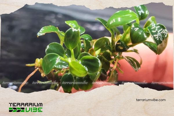 Ráy Nana Sing 4 Mẹo chăm sóc cây Ráy Nana Sing trong terrarium