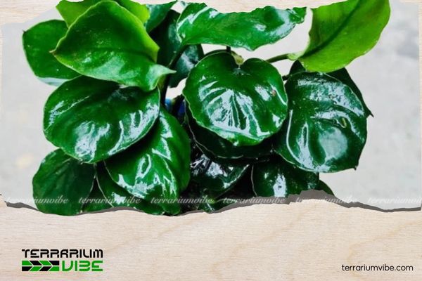 Ráy Panda 1 Thông tin học thuật về Ráy Panda là gì?