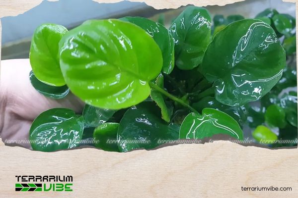 Ráy Panda 2 Lịch sử về Ráy Panda