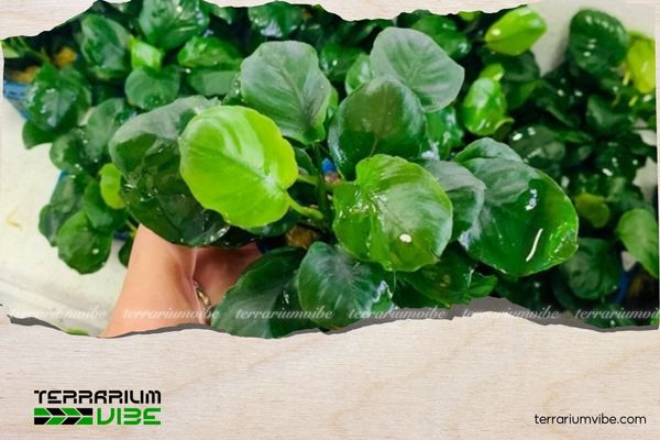 Ráy Panda 3 Môi trường sống của Ráy Panda