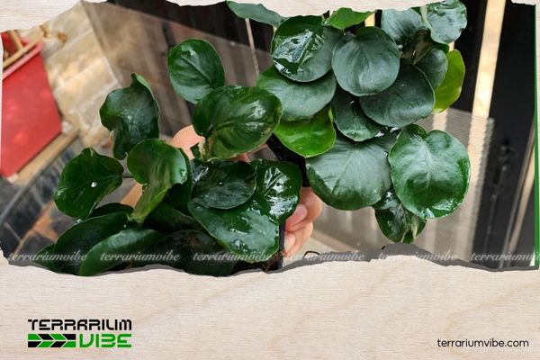 Ráy Panda 4 Các loại thực vật phù hợp trồng chung với Ráy Panda