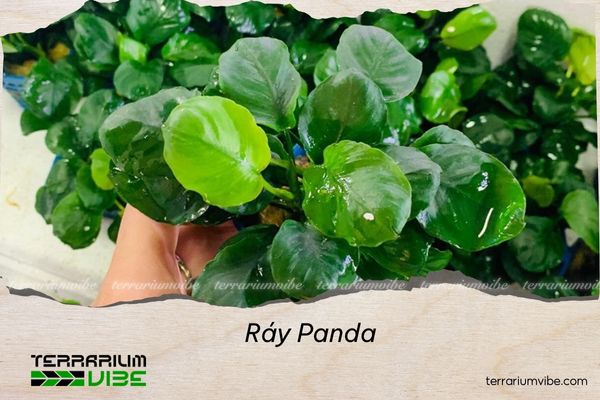 ray-panda Ráy panda