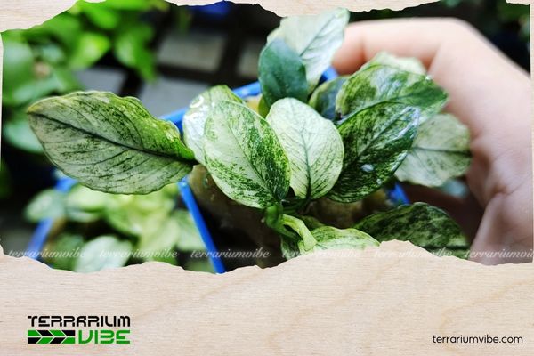 Ráy Pinto 1 Ráy Pinto được nhân tạo từ giống Anubias barteri var. nana