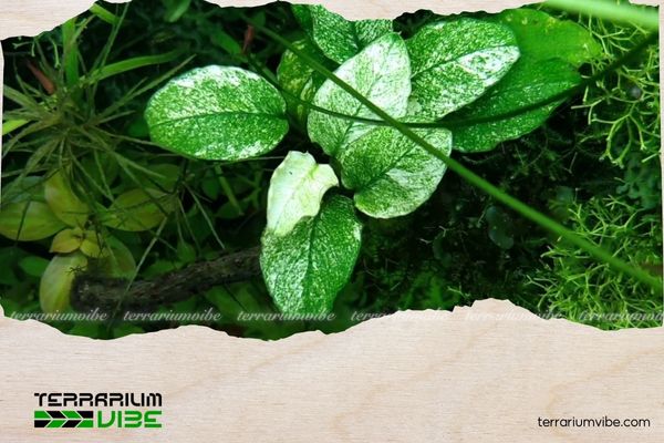 Ráy Pinto 2 Ráy Pinto là kết quả của quá trình chọn lọc nhân tạo từ loài Anubias barteri var