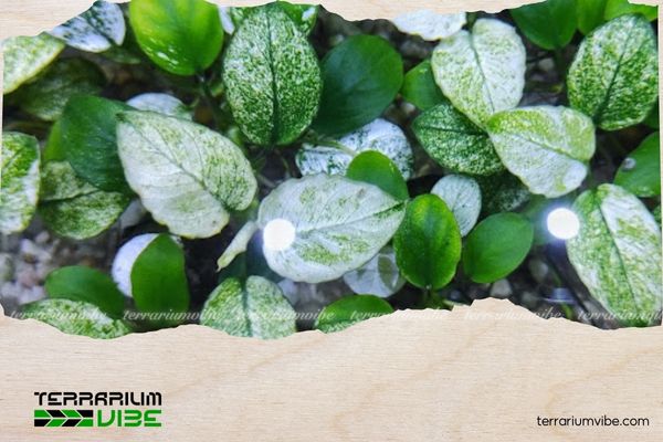 Ráy Pinto 3 Ráy Pinto cần một môi trường ổn định, ít biến động và có ánh sáng vừa phải