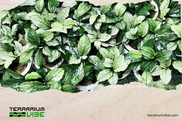 Ráy Pinto 4 Terrarium ẩm kín, bán cạn rất phù hợp cho Ráy Pinto