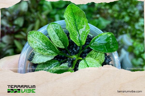 Ráy Pinto 5 Có thể kết hợp Ráy Pinto với Rêu Java, Dương xỉ mini hoặc Cryptocoryne parva