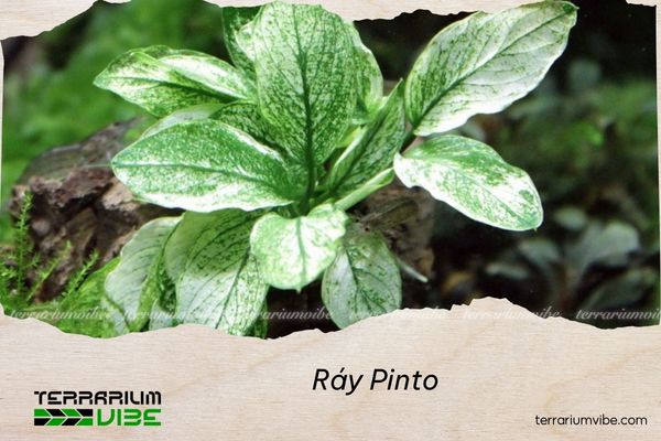 ray-pinto Ráy Pinto