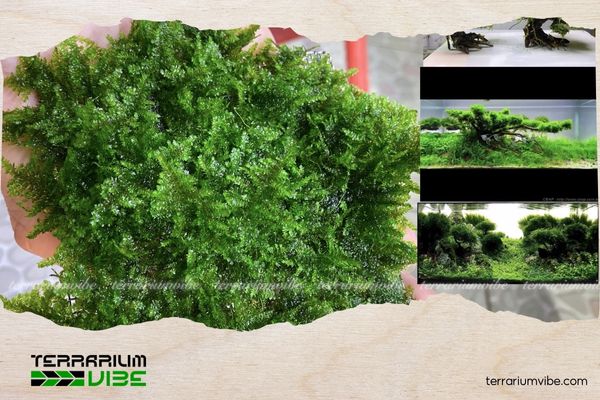 Hướng dẫn trồng và chăm sóc rêu Mini Taiwan cơ bản cho người mới 1 Những đặc điểm nổi bật của rêu Mini Taiwan