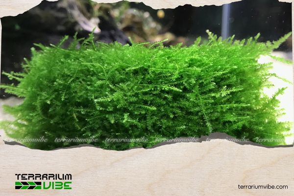 Hướng dẫn trồng và chăm sóc rêu Mini Taiwan cơ bản cho người mới 2 Cách trồng rêu Mini Taiwan cho người mới