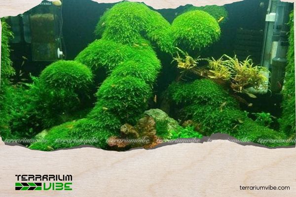 Hướng dẫn trồng và chăm sóc rêu Mini Taiwan cơ bản cho người mới 3 Phương pháp chăm sóc rêu Mini Taiwan hiệu quả