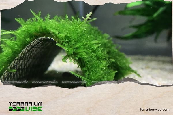 Hướng dẫn trồng và chăm sóc rêu Mini Taiwan cơ bản cho người mới 4 Một số vấn đề thường gặp khi trồng Mini Taiwan