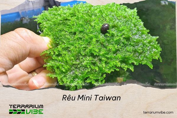 Rêu Mini Taiwan