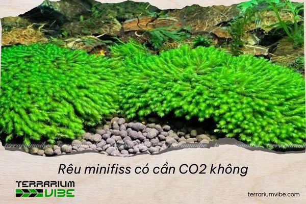 rêu Minifiss có cần CO2 không