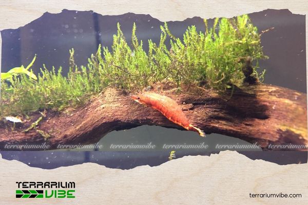 Hướng dẫn cách trồng và chăm sóc rêu Phượng Vĩ Đài cho người mới bắt đầu 1 Nguồn gốc và đặc điểm nổi bật của Rêu Phượng Vĩ Đài