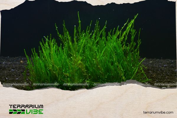 Hướng dẫn cách trồng và chăm sóc rêu Phượng Vĩ Đài cho người mới bắt đầu 3 Phương pháp chăm sóc Rêu Phượng Vĩ Đài hiệu quả