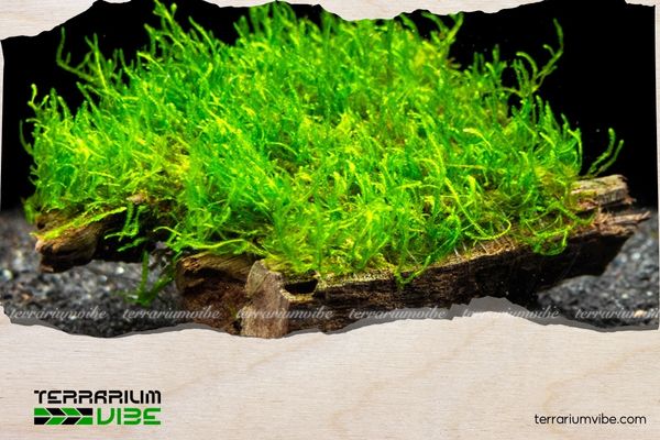 Hướng dẫn cách trồng và chăm sóc rêu Phượng Vĩ Đài cho người mới bắt đầu 4 Lưu ý trong quá trình chăm sóc Rêu Phượng Vĩ Đài