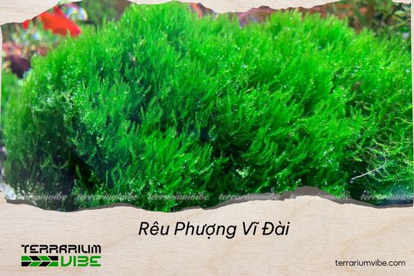 Rêu Phượng Vĩ Đài