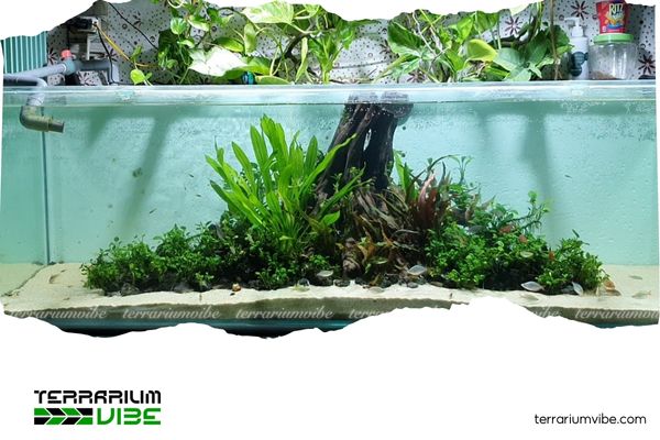 Top những mẫu setup bể thủy sinh nhất trụ đẹp, đơn giản mà ấn tượng 6 Mẫu 5