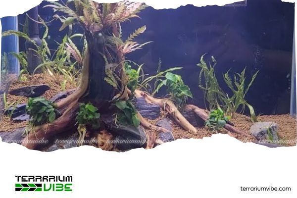 Top những mẫu setup bể thủy sinh nhất trụ đẹp, đơn giản mà ấn tượng 7 Gợi ý cách setup bể thủy sinh nhất trụ cơ bản từ đầu