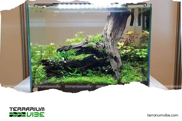 Top những mẫu setup bể thủy sinh nhất trụ đẹp, đơn giản mà ấn tượng 8 Làm thế nào để bể thủy sinh chỉ có một trụ mà vẫn hút mắt