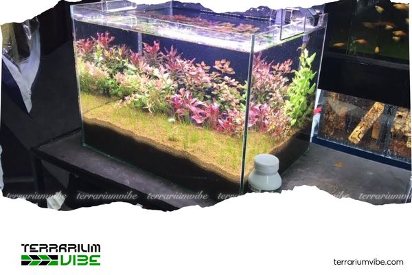 Mẹo setup bể thủy sinh 40x30x30 đơn giản, tiết kiệm mà vẫn đẹp mê 2 Cách tận dụng vật liệu sẵn có để tiết kiệm chi phí setup