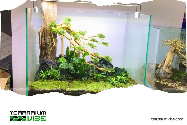 Mẹo setup bể thủy sinh 40x30x30 đơn giản, tiết kiệm mà vẫn đẹp mê 3 Mẹo bố trí layout cho bể nhỏ mà vẫn tạo chiều sâu