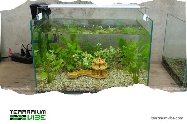 Mẹo setup bể thủy sinh 40x30x30 đơn giản, tiết kiệm mà vẫn đẹp mê 5 Cách chăm bể 40x30x30 hiệu quả, luôn xanh tươi