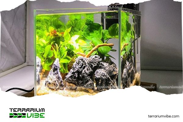 Bật mí trọn bộ bí quyết setup hồ thủy sinh mini đẹp mê ly 4 Bí kíp giữ bể thủy sinh mini luôn sạch và bền đẹp